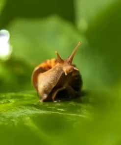 Mollussisit